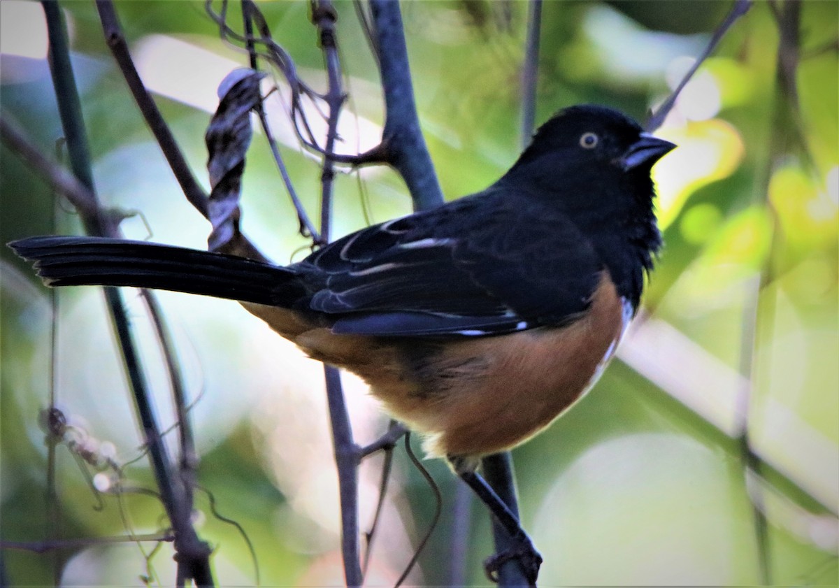 Eastern Towhee - ML186048791