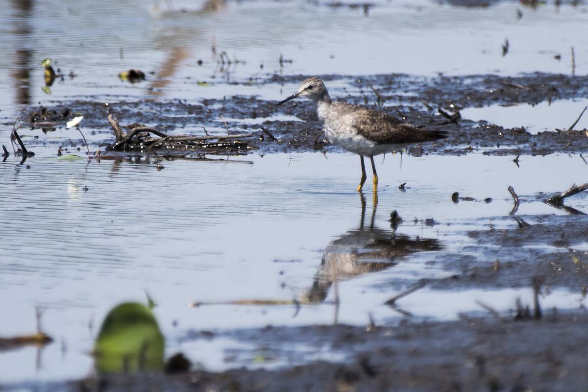 Lesser Yellowlegs - ML186048801