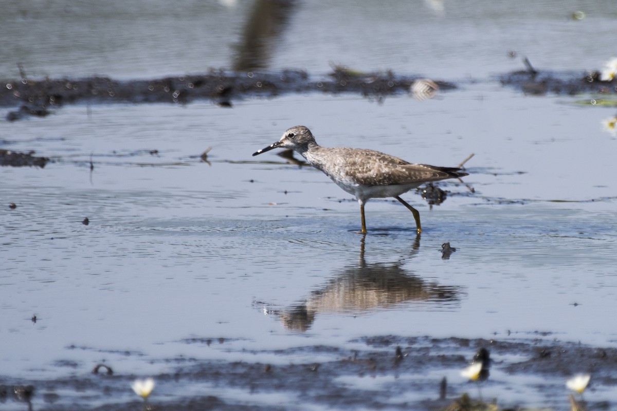 Lesser Yellowlegs - ML186048811