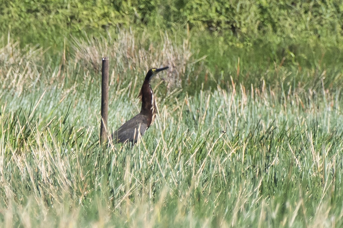 Rufescent Tiger-Heron - ML186048921