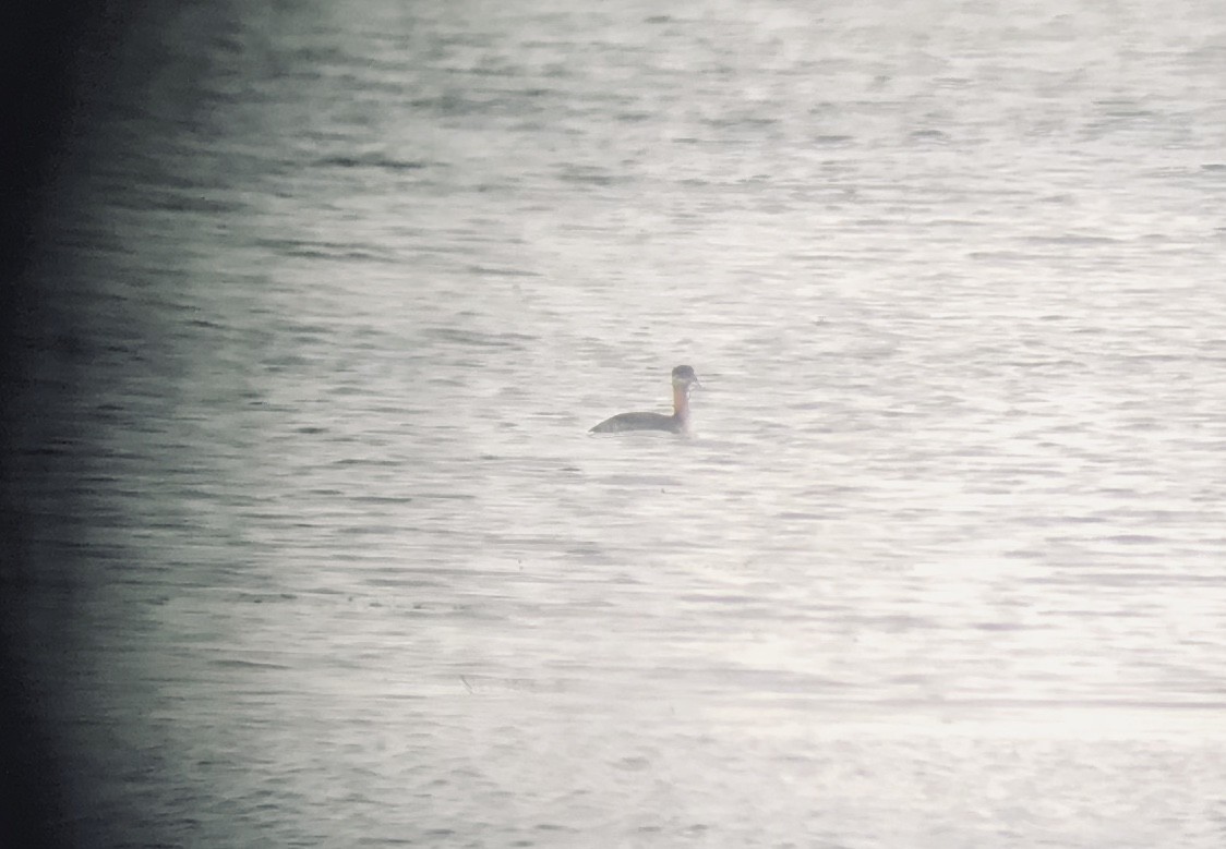 Red-necked Grebe - ML186049131