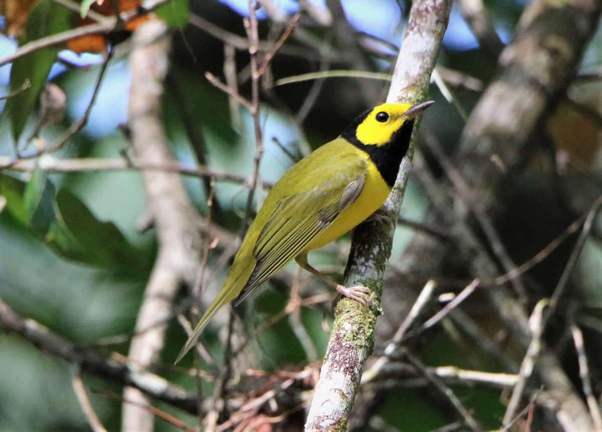 Hooded Warbler - ML186049181