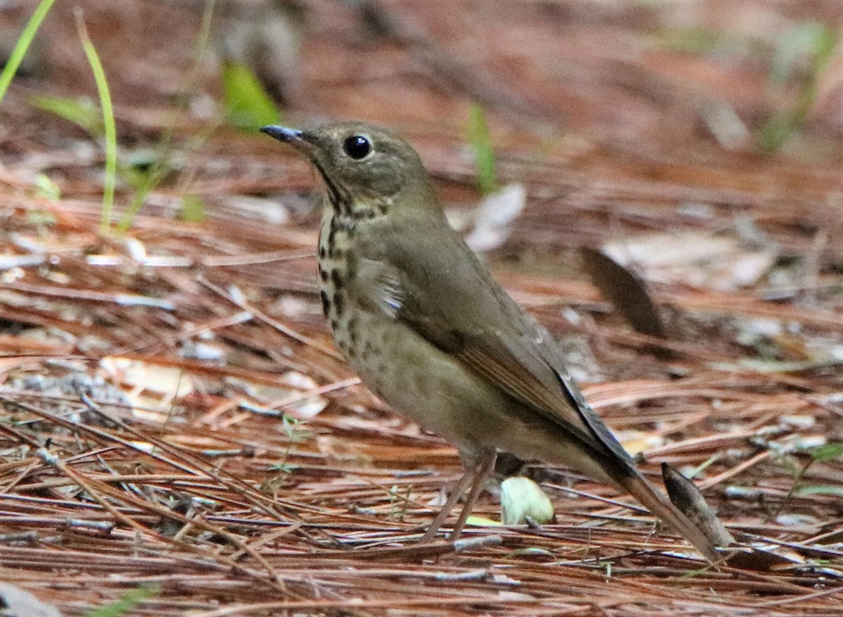 Hermit Thrush - ML186049281