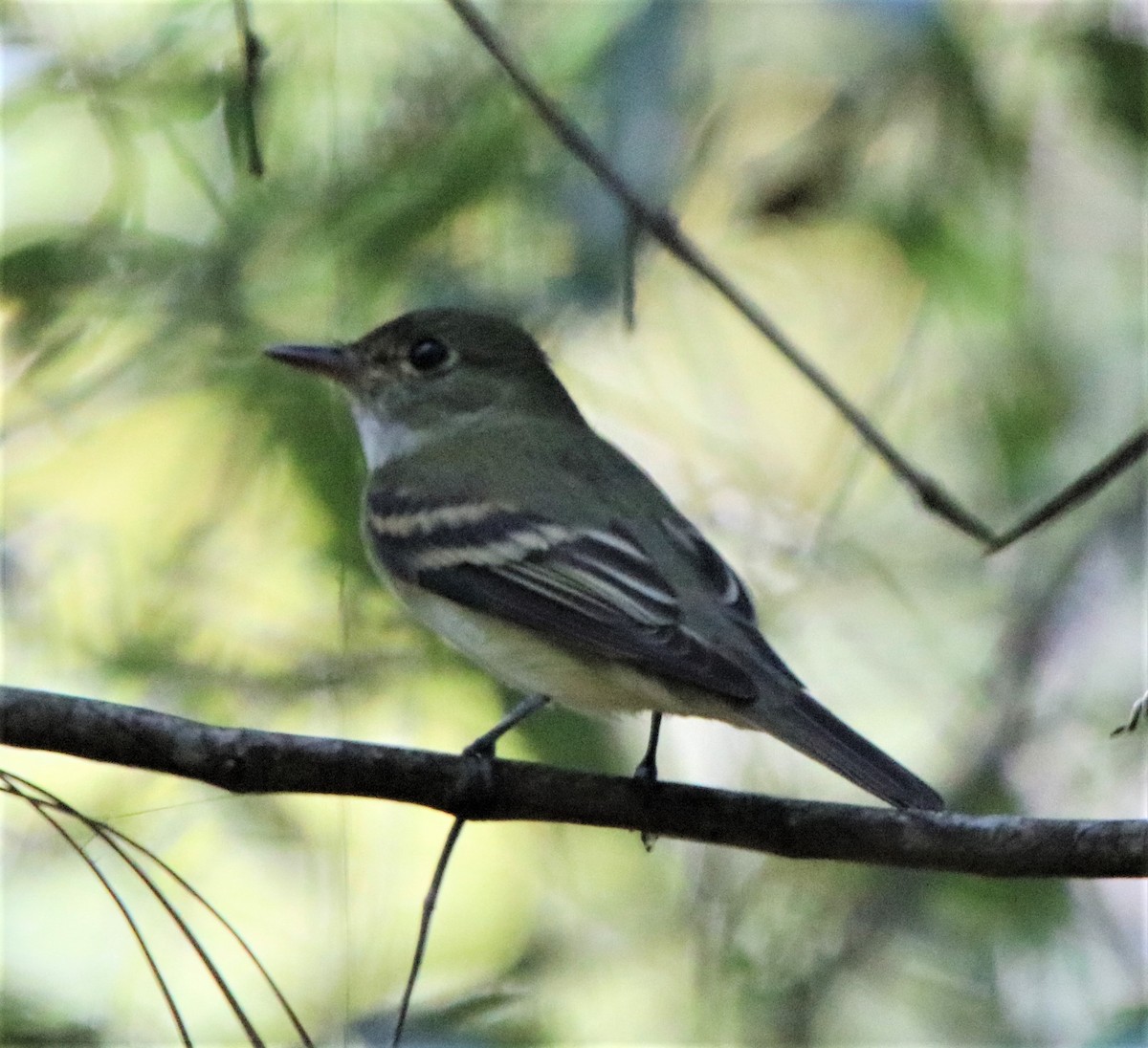 Empidonax sp. - ML186049901