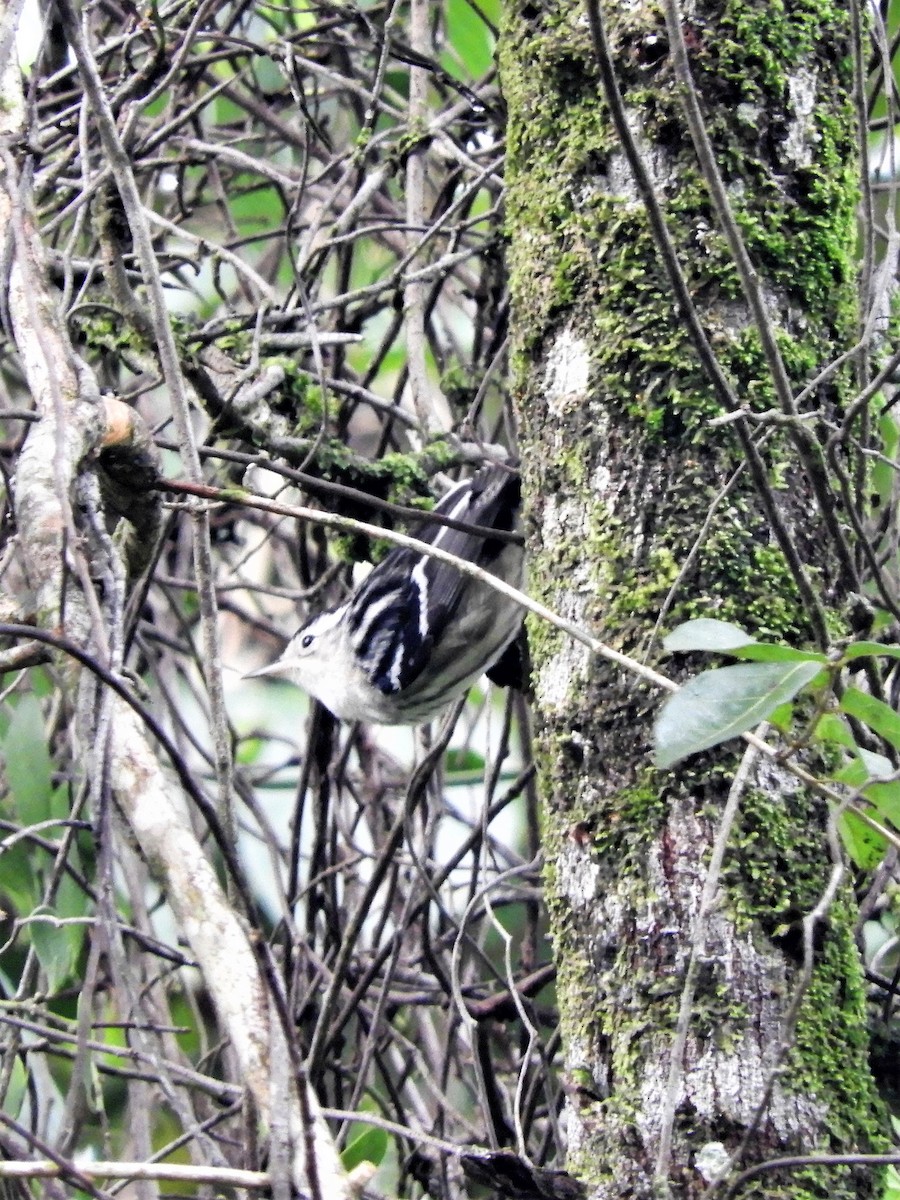 Black-and-white Warbler - ML186052581
