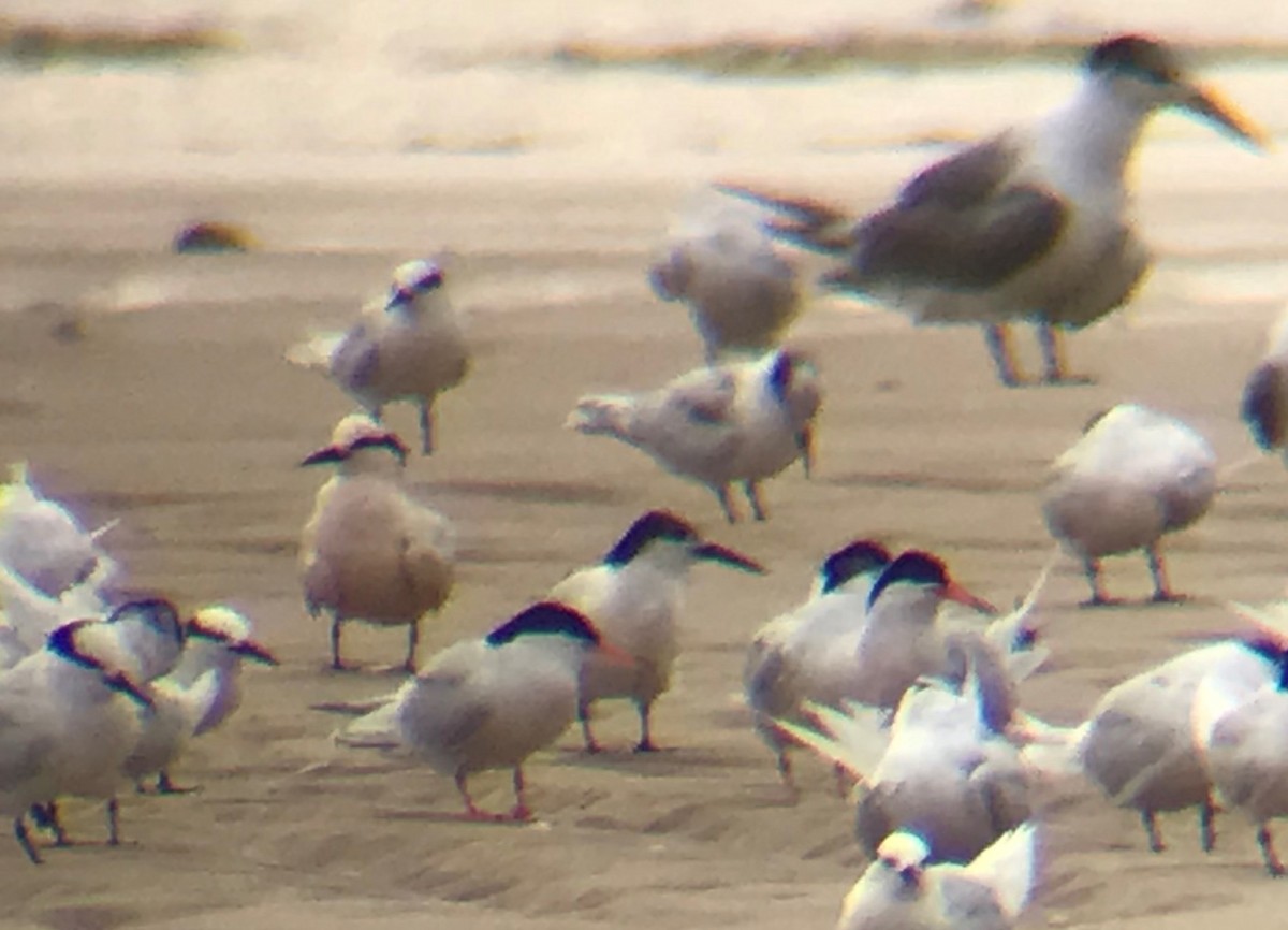 Roseate Tern - ML186053501