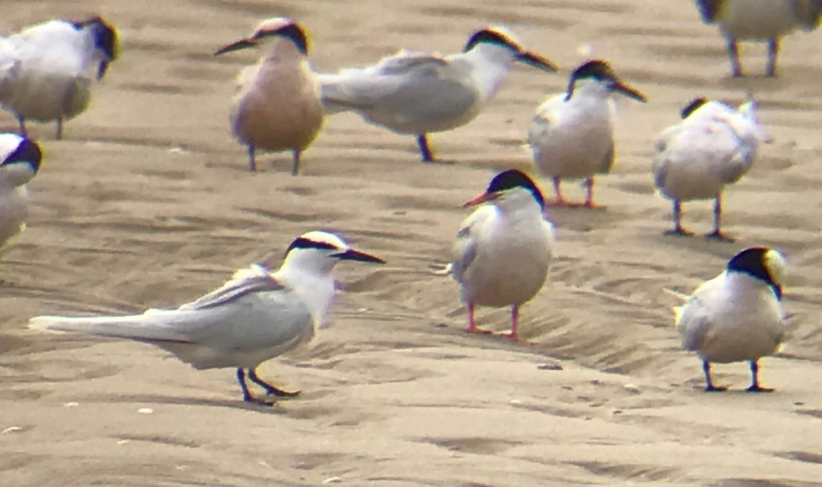 Roseate Tern - ML186053511