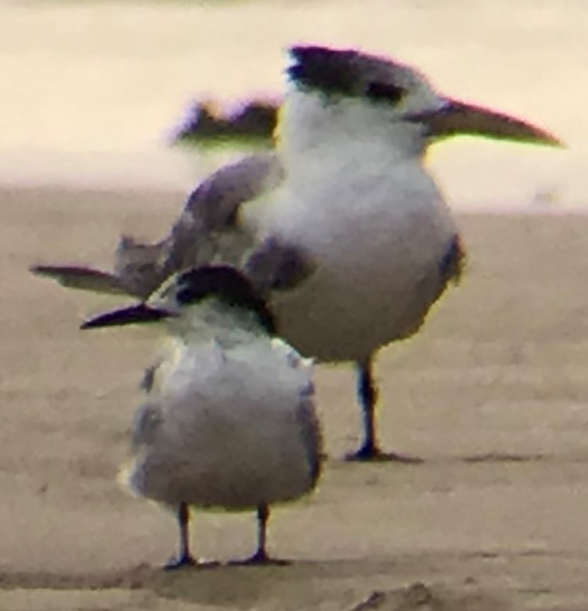 Common Tern - Ben Hoffmann