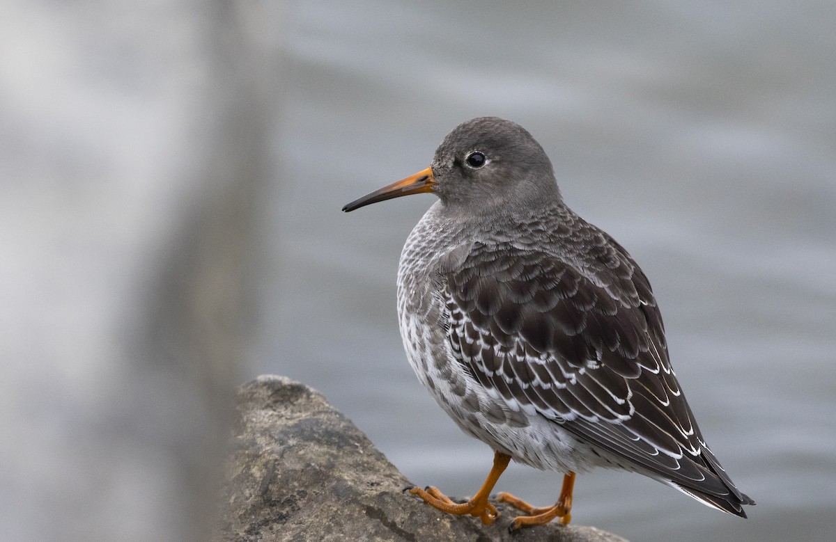 Purple Sandpiper - ML186053681