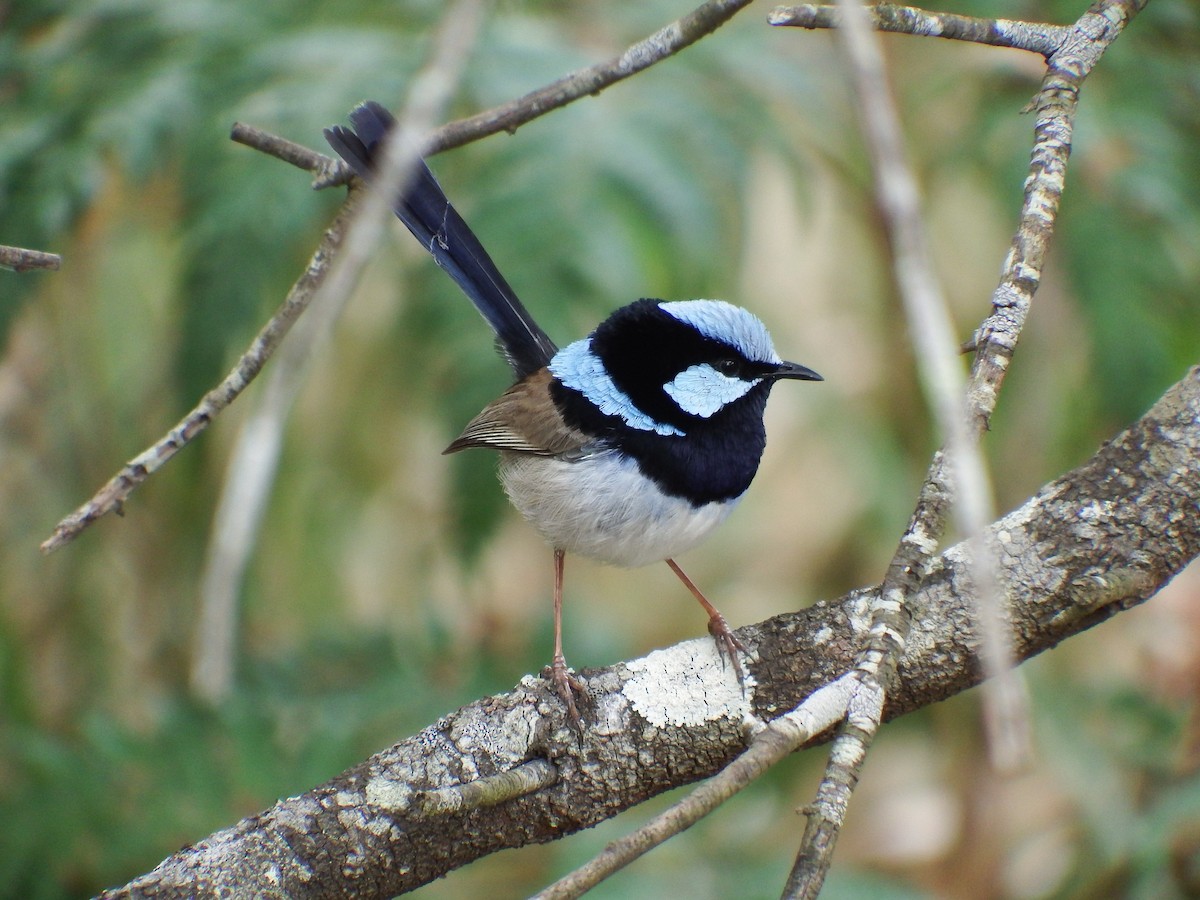 Superb Fairywren - ML186053871