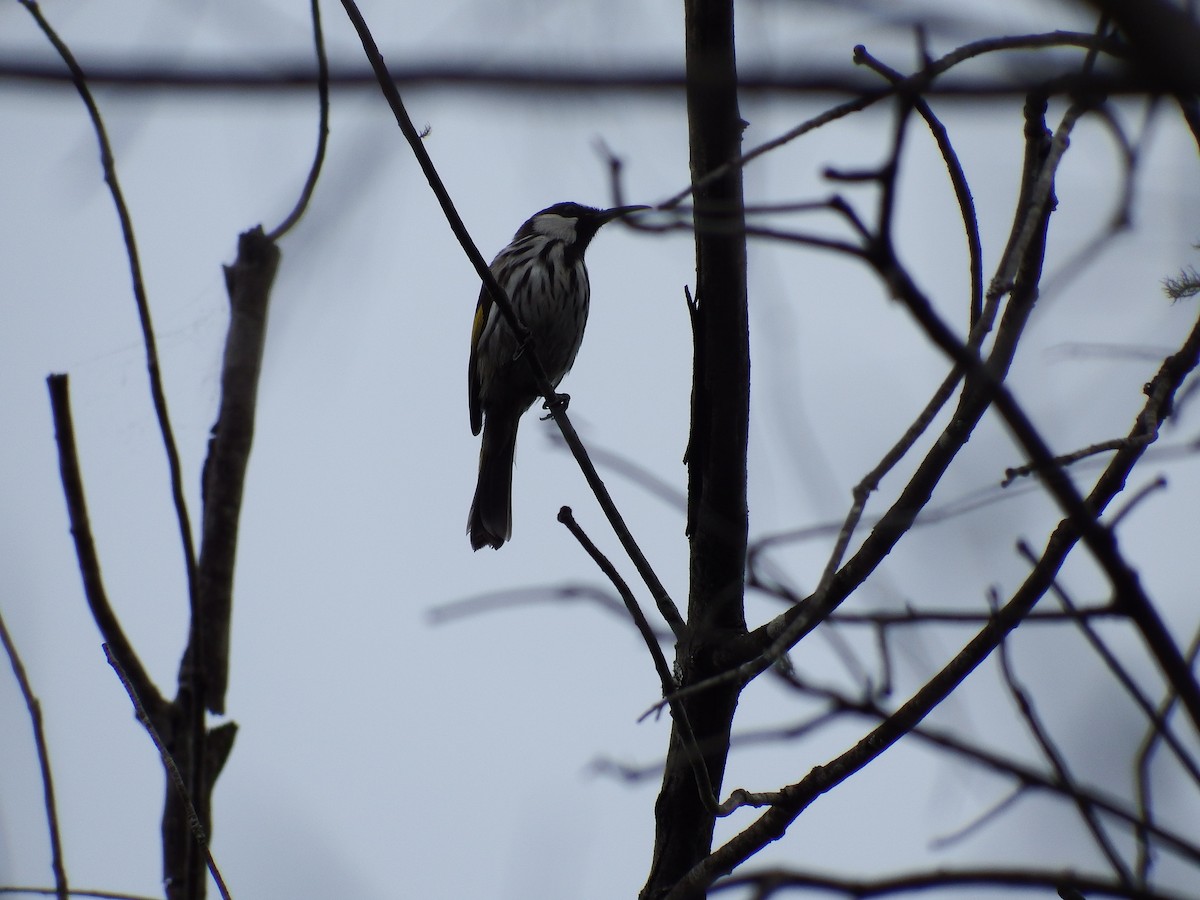 White-cheeked Honeyeater - ML186053921