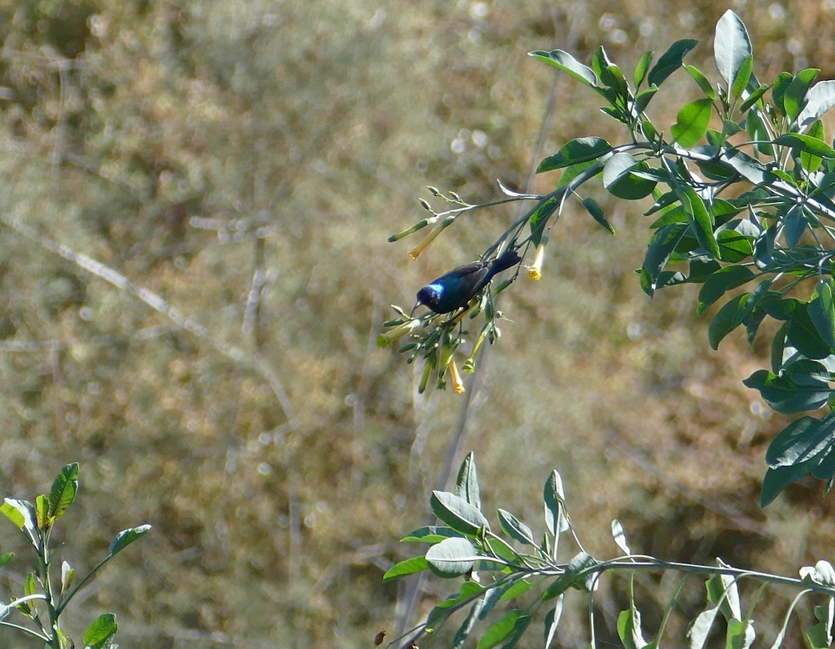 Palestine Sunbird - ML186054061