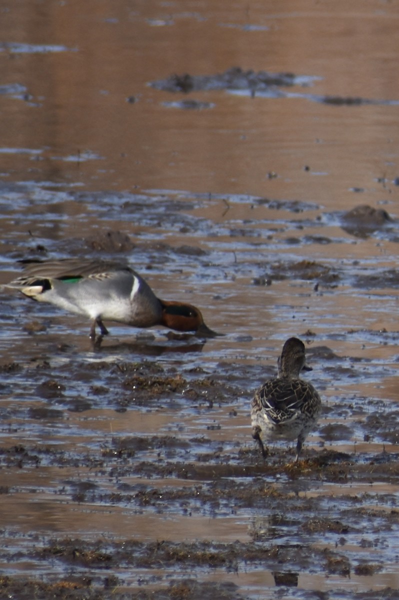 Green-winged Teal - ML186054311
