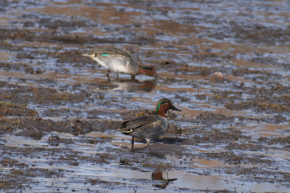 Green-winged Teal - ML186054331
