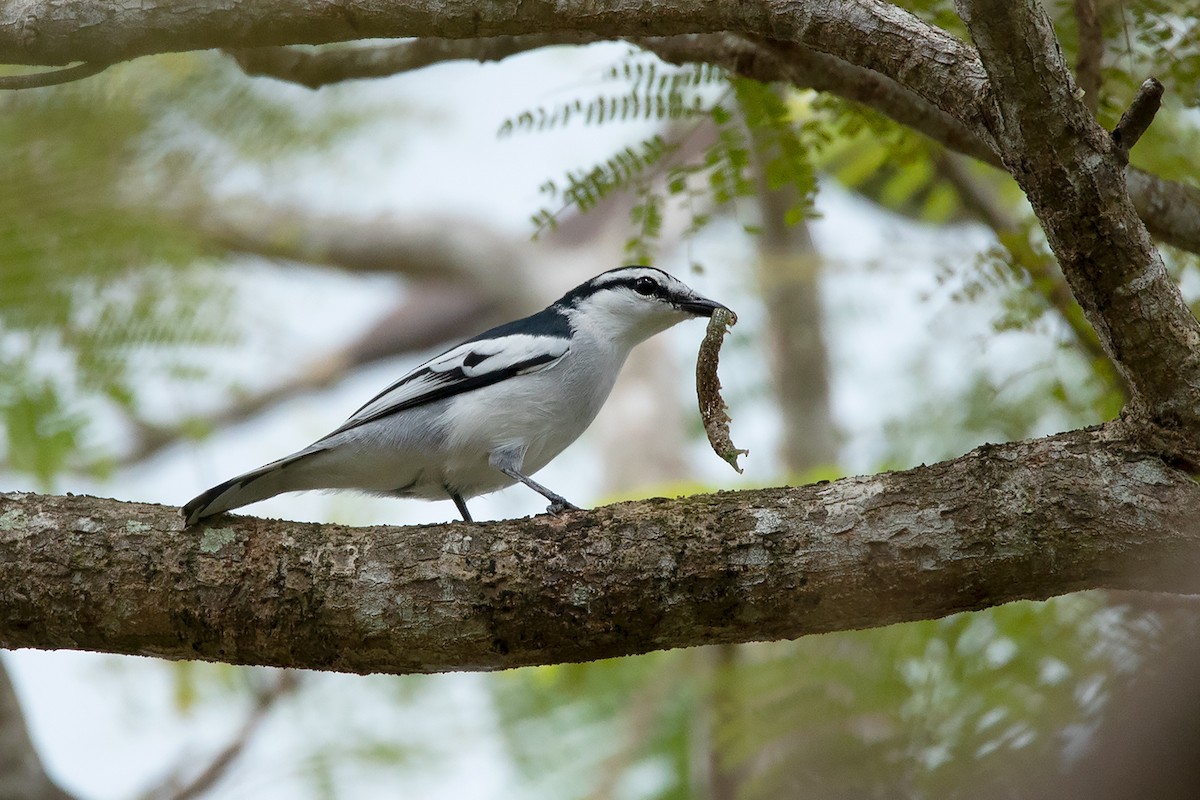 Pied Triller - ML186054551