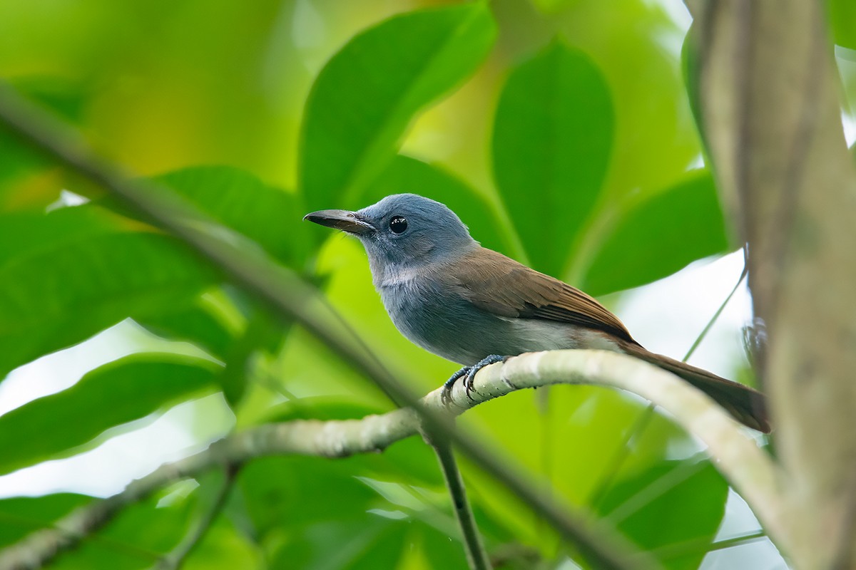 Blue Paradise-Flycatcher - ML186054651