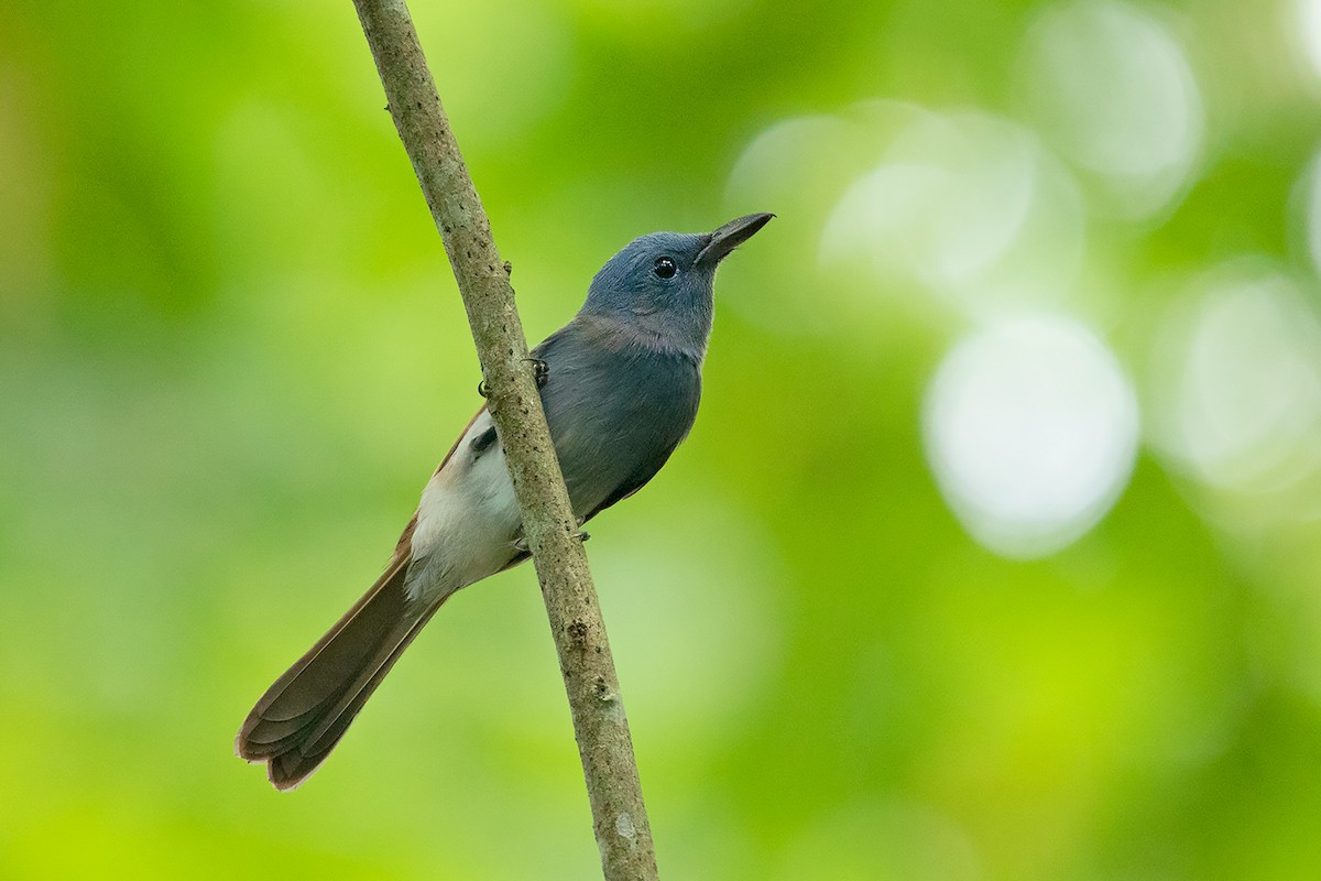 Blue Paradise-Flycatcher - ML186054671