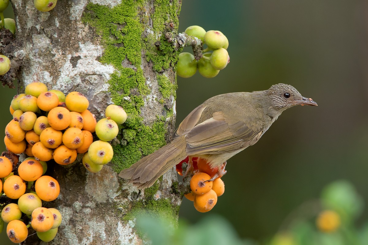 Ashy-fronted Bulbul - Ayuwat Jearwattanakanok