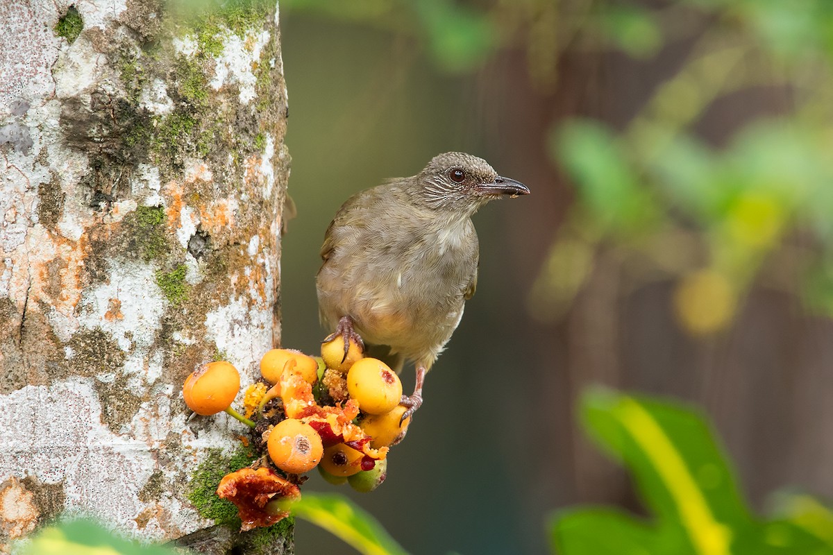 Ashy-fronted Bulbul - ML186054801