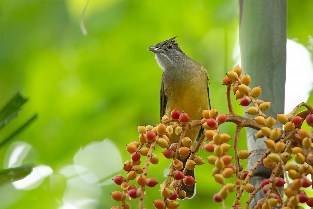 Gray-throated Bulbul - ML186054841