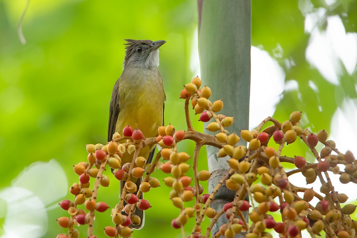 Gray-throated Bulbul - ML186054861