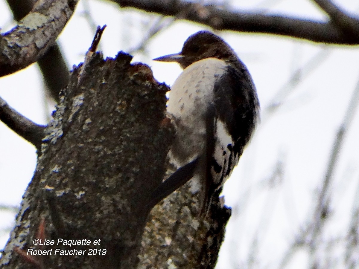 Red-headed Woodpecker - ML186054921