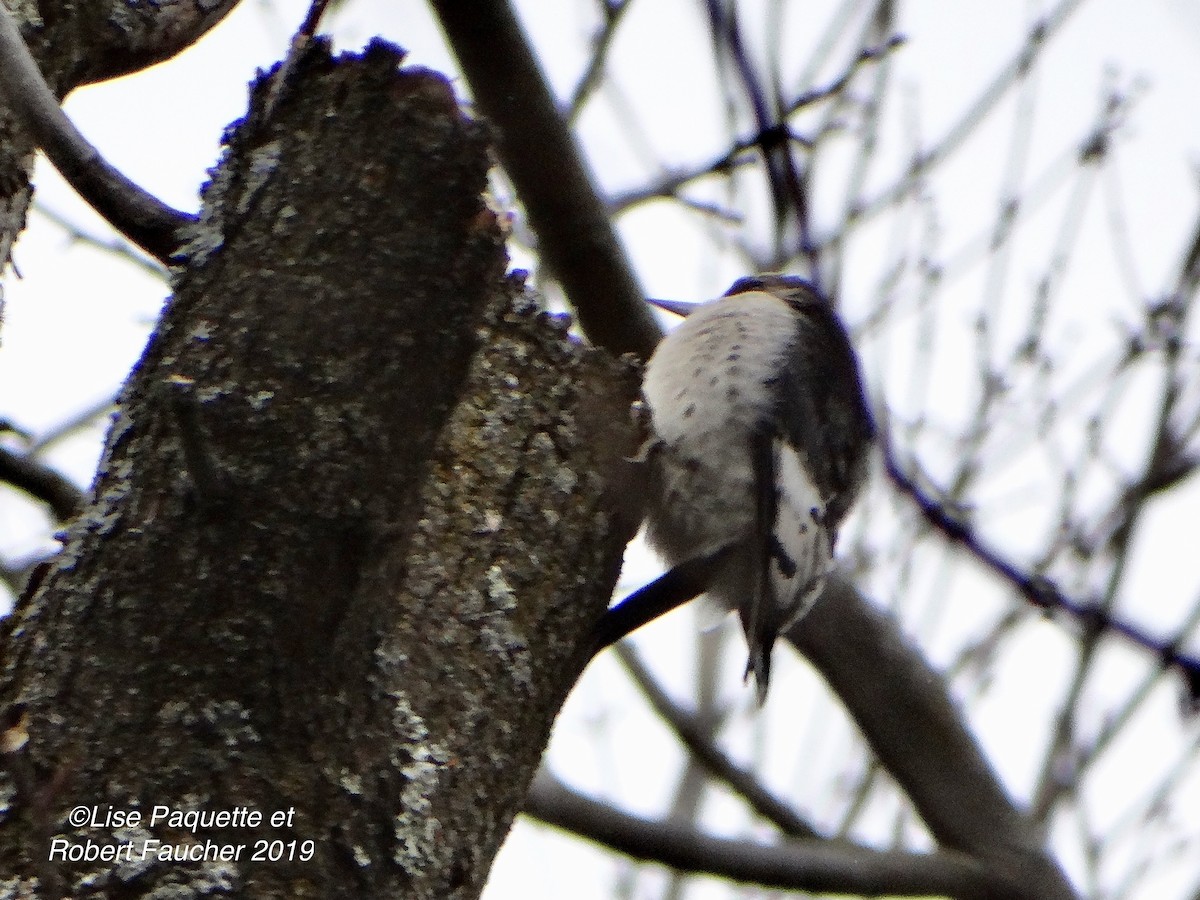 Red-headed Woodpecker - ML186054951