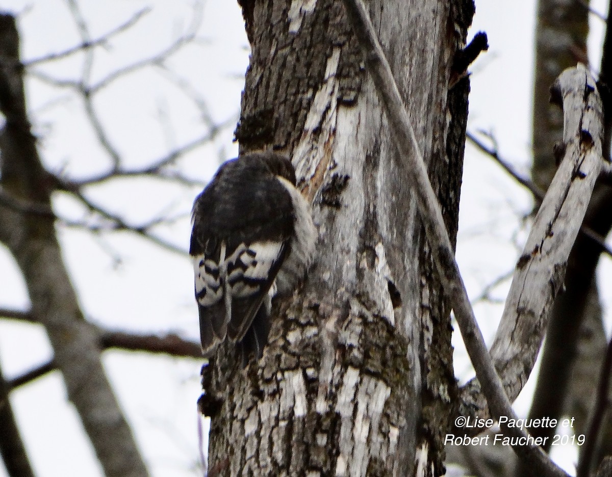 Red-headed Woodpecker - ML186054961