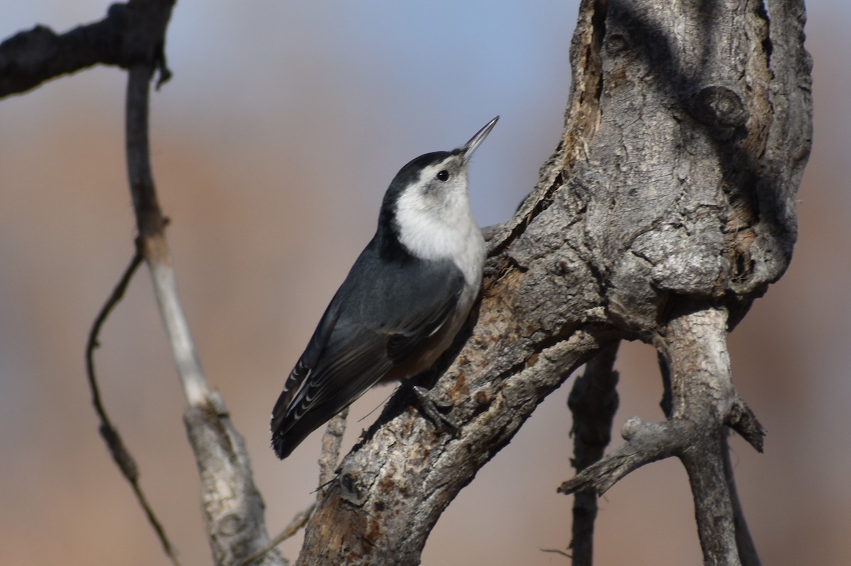 White-breasted Nuthatch - ML186055061