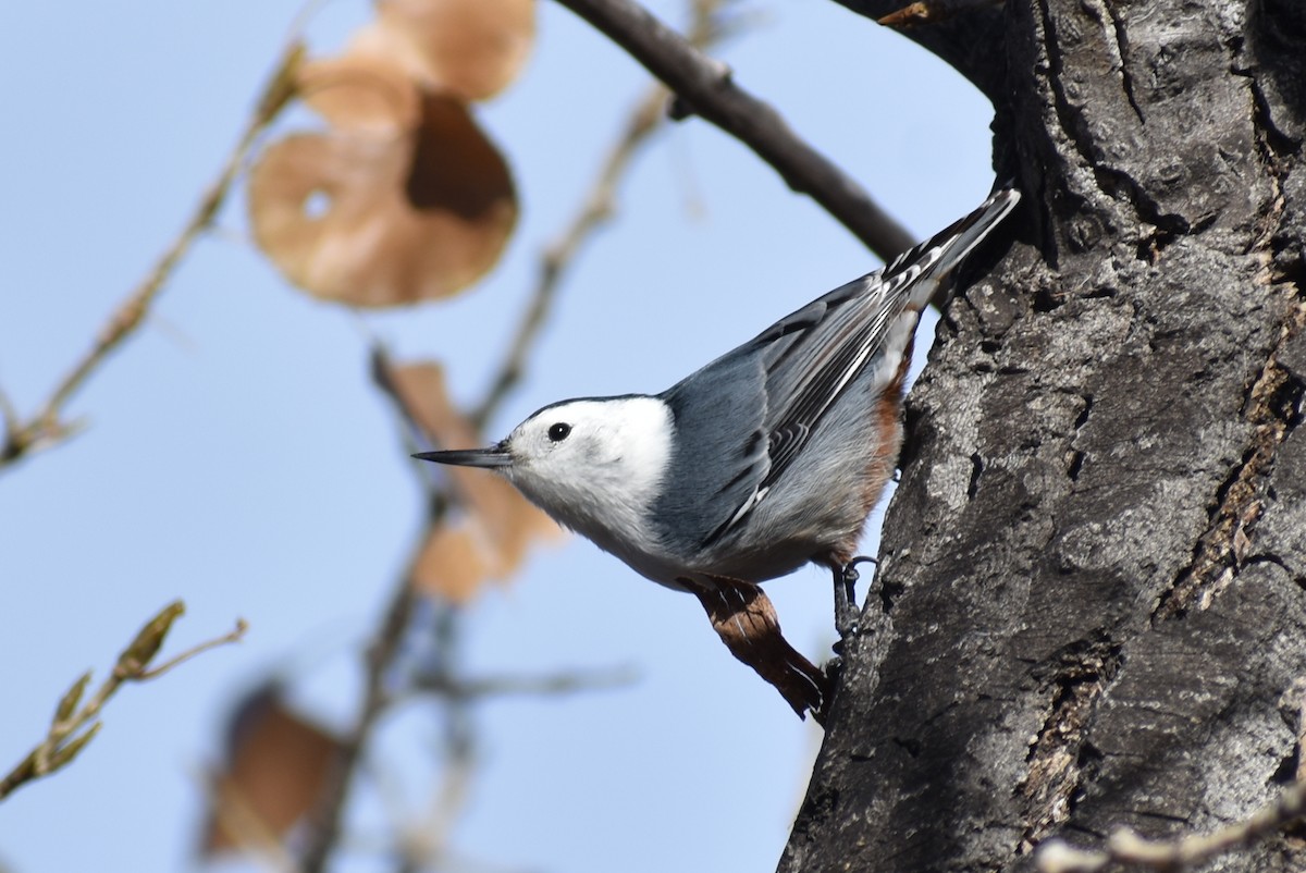 White-breasted Nuthatch - ML186055071