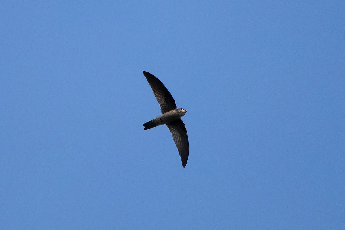 Ameline Swiftlet - ML186055871