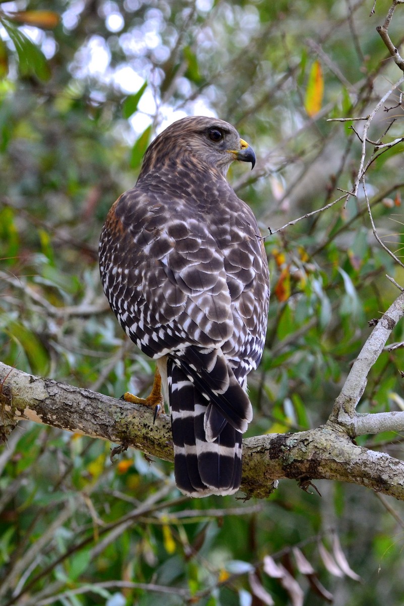 Red-shouldered Hawk - ML186056331