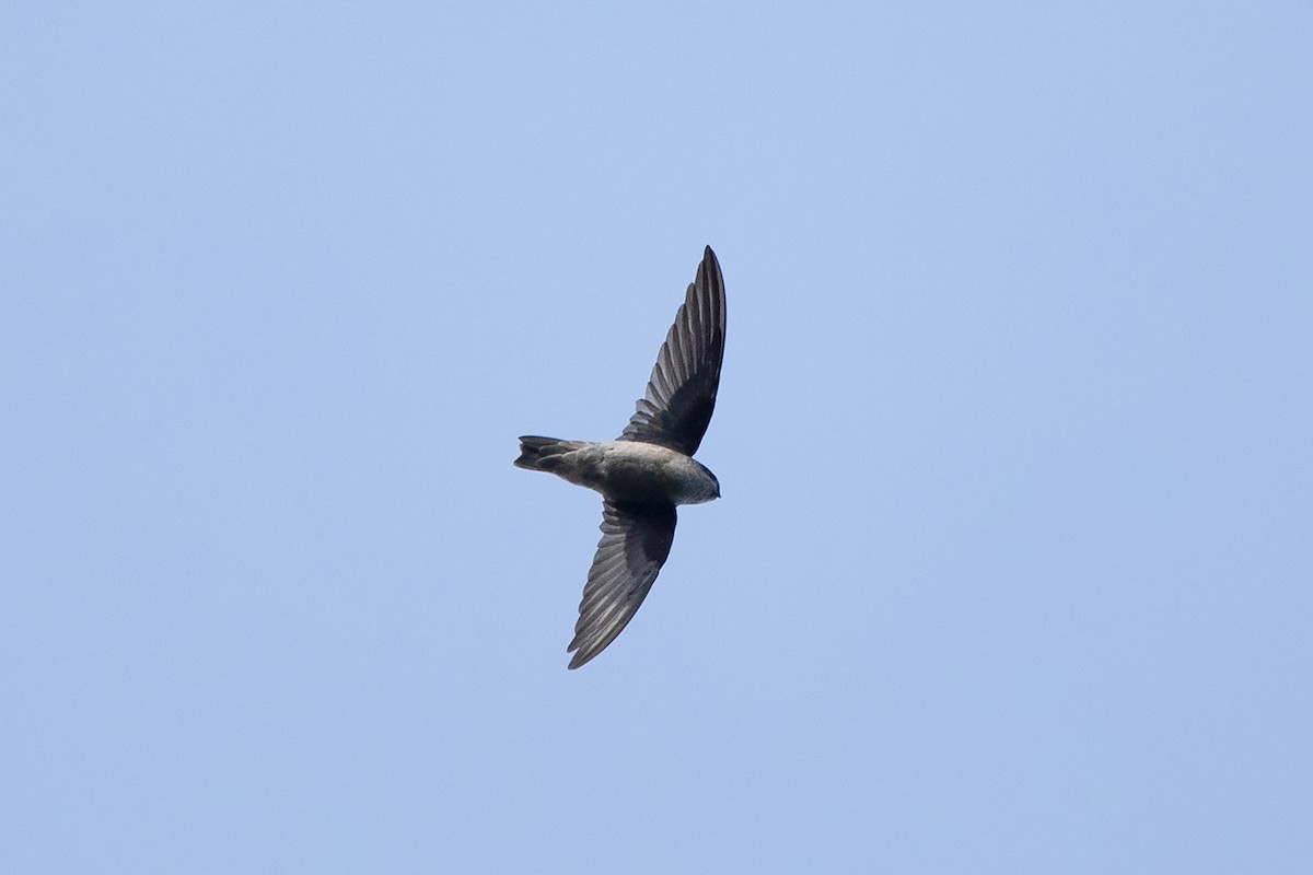 Philippine Swiftlet - Ayuwat Jearwattanakanok
