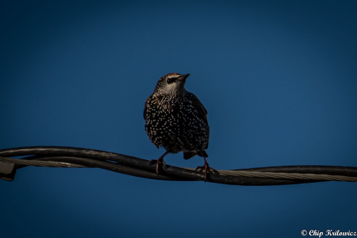 European Starling - Chip Krilowicz