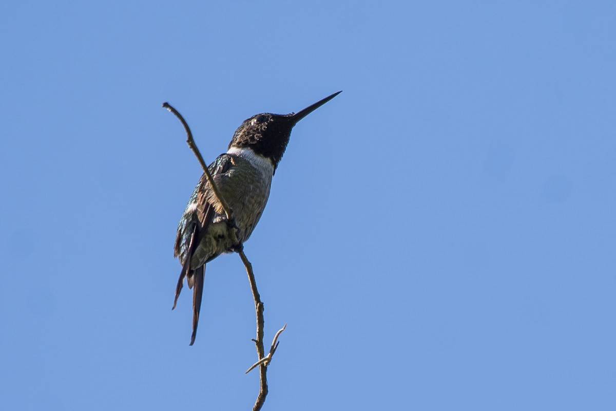 Colibri améthyste - ML186057771