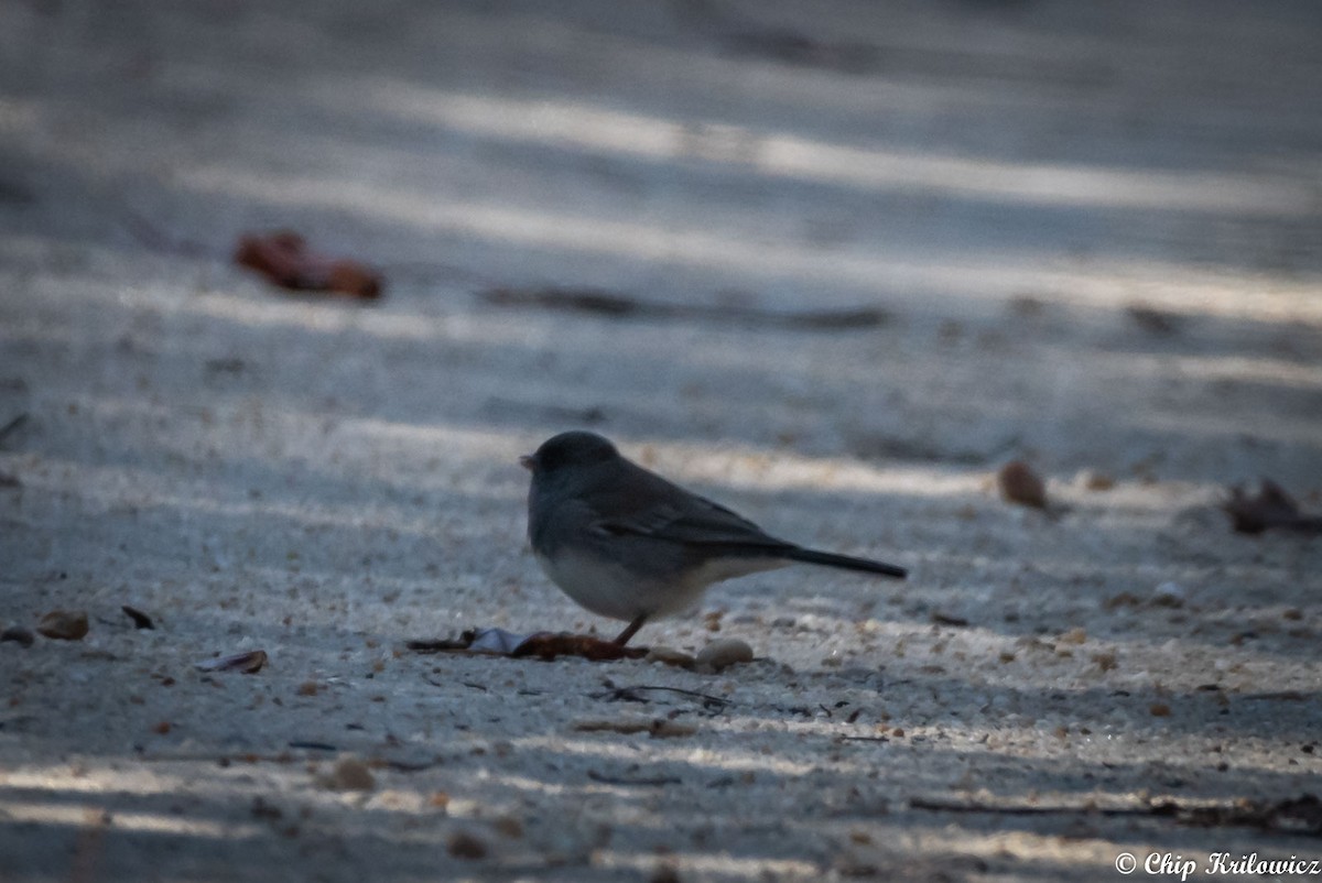 Dark-eyed Junco - Chip Krilowicz