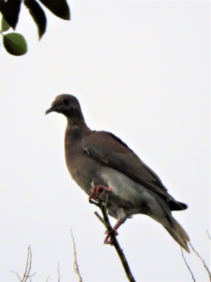 Pigeon rousset - ML186059151