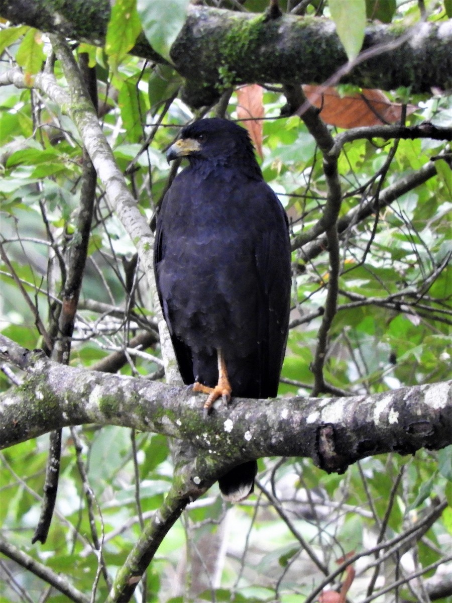 Common Black Hawk - ML186059401