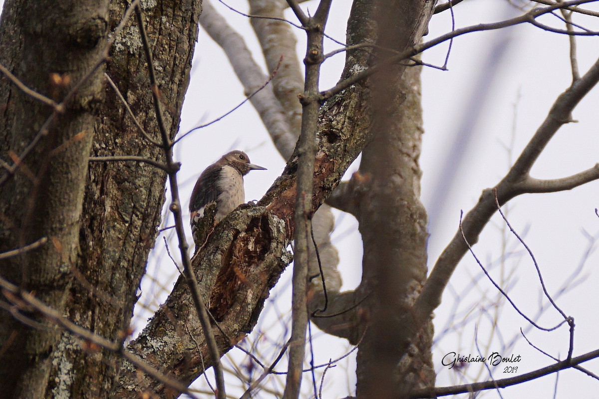 Red-headed Woodpecker - ML186059571