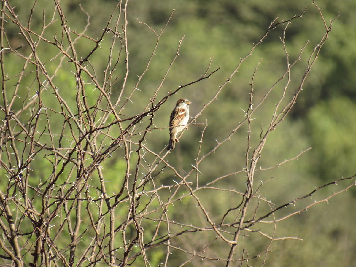 Moineau domestique - ML186060831