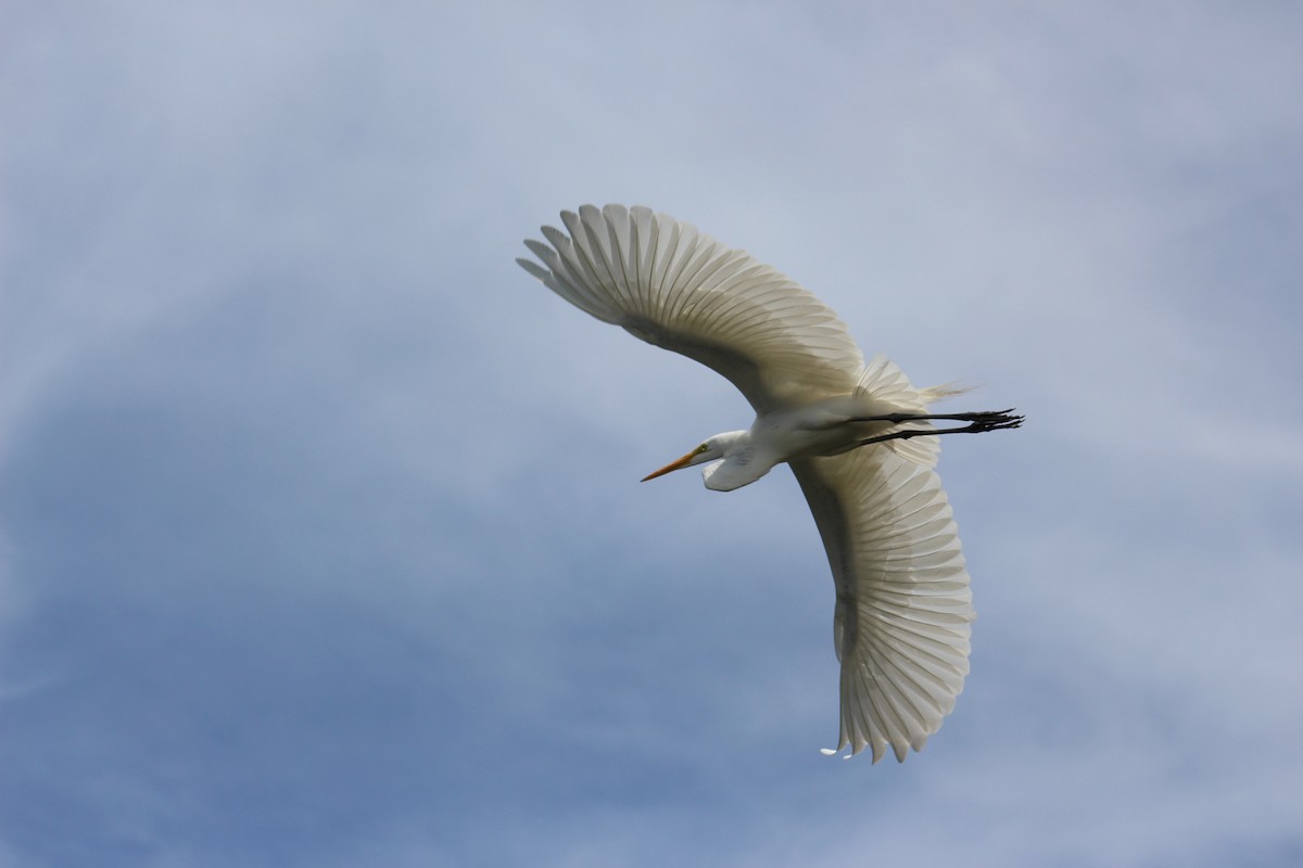 Great Egret - Charlie Doggett