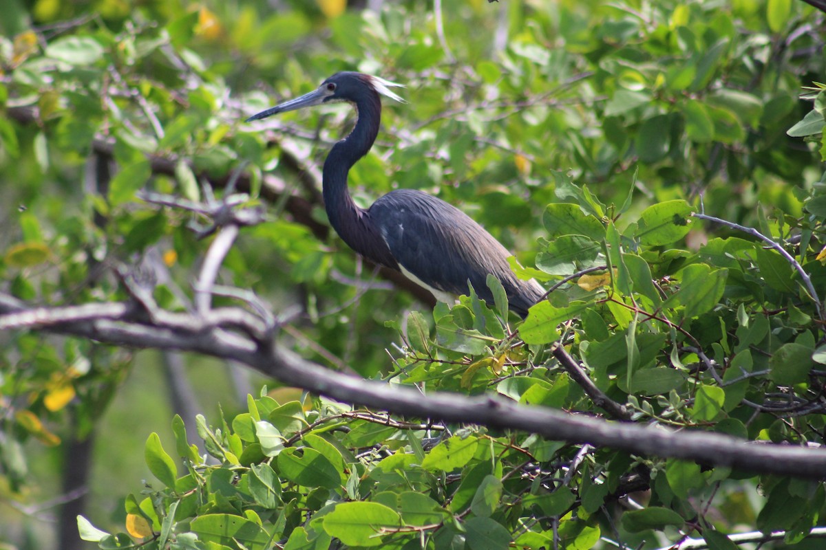 Tricolored Heron - ML186061971