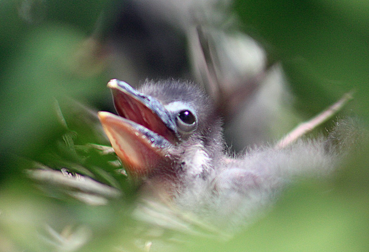 Tricolored Heron - ML186062131