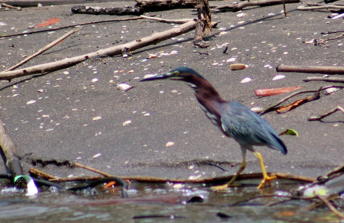 Green Heron - Charlie Doggett