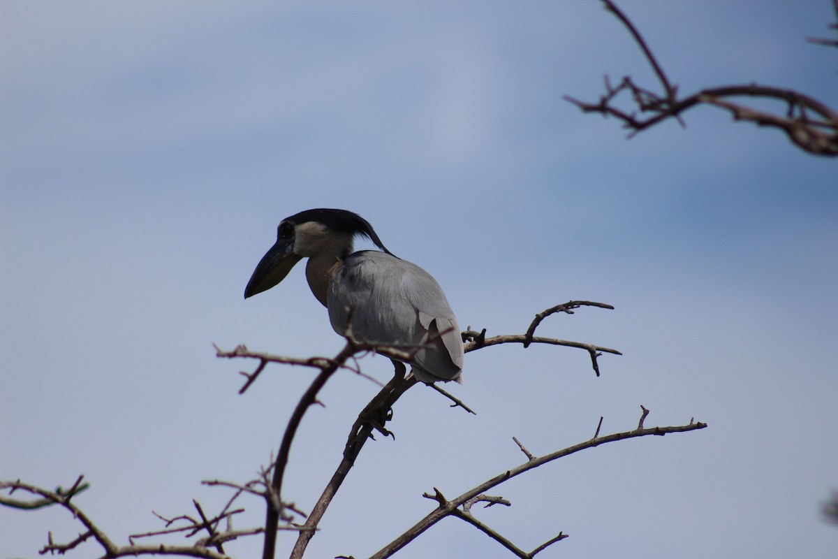 Boat-billed Heron - ML186062471