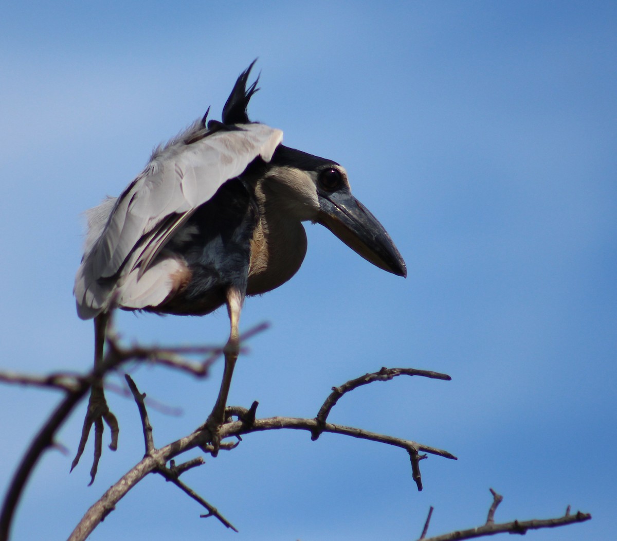 Boat-billed Heron - ML186062481