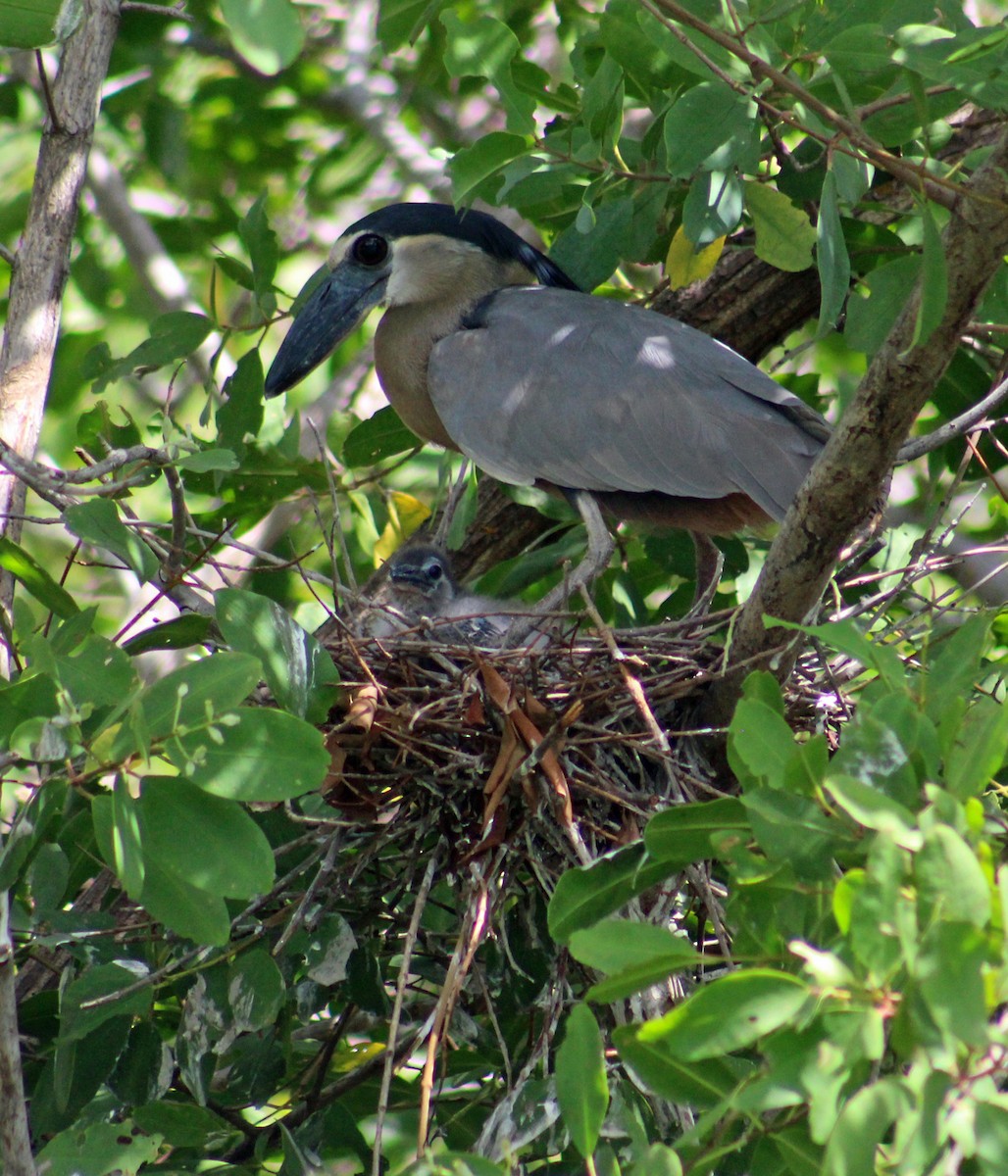 Boat-billed Heron - ML186062511