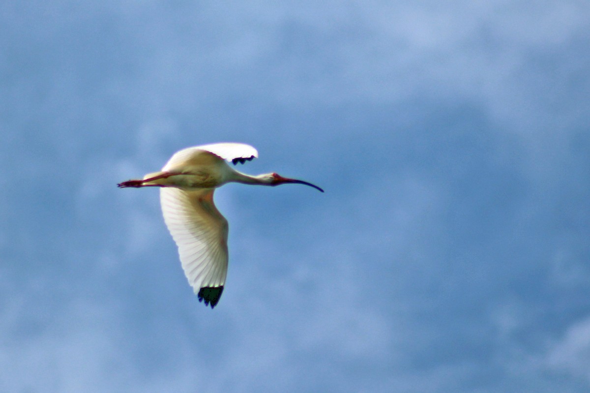 White Ibis - ML186062531