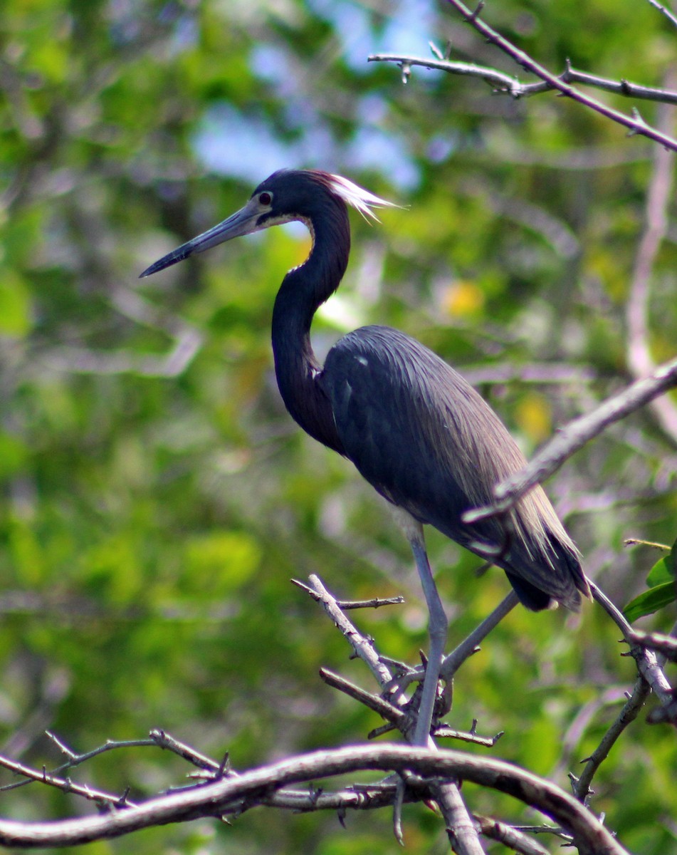 Tricolored Heron - ML186062661