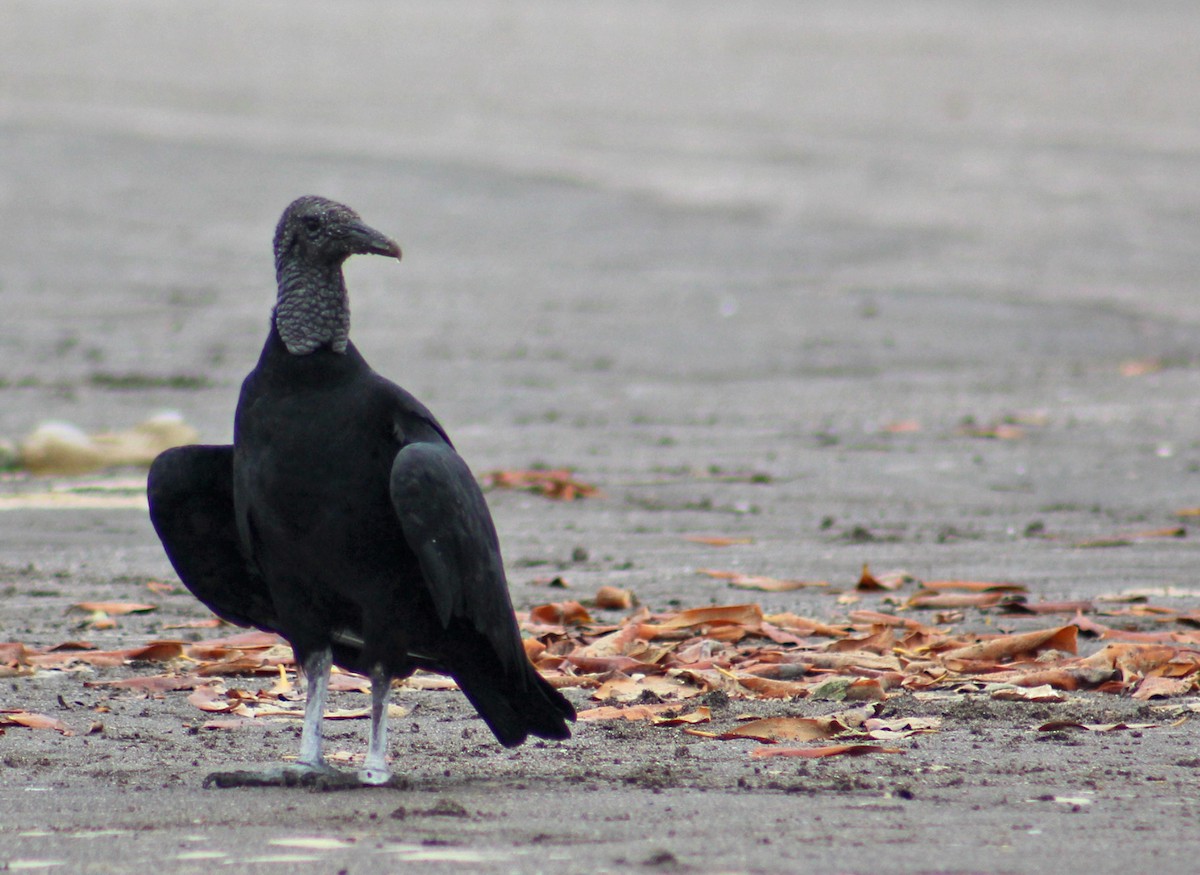 Black Vulture - ML186062721